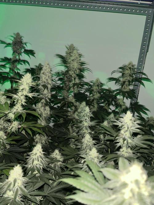 SCROG RUNTZ X LAYER CAKE. Week 11