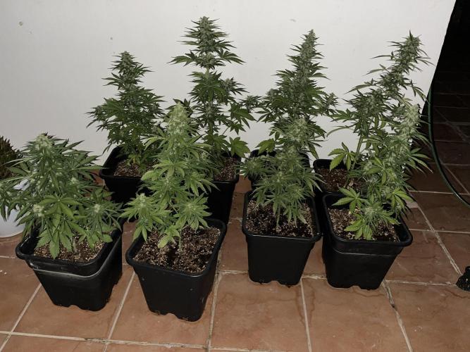 OG KUSH AUTO COGOLANDIA. Week 5