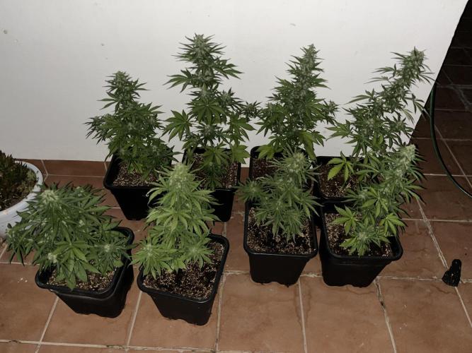 OG KUSH AUTO COGOLANDIA. Week 5
