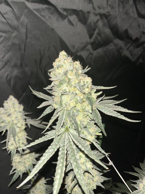 Barney's Farm - Runtz x Layer Cake by Ribemarti