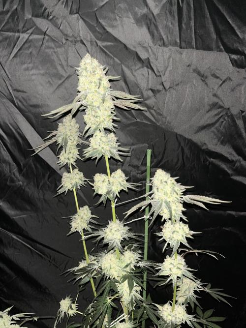 Runtz x Layer Cake. Week 13