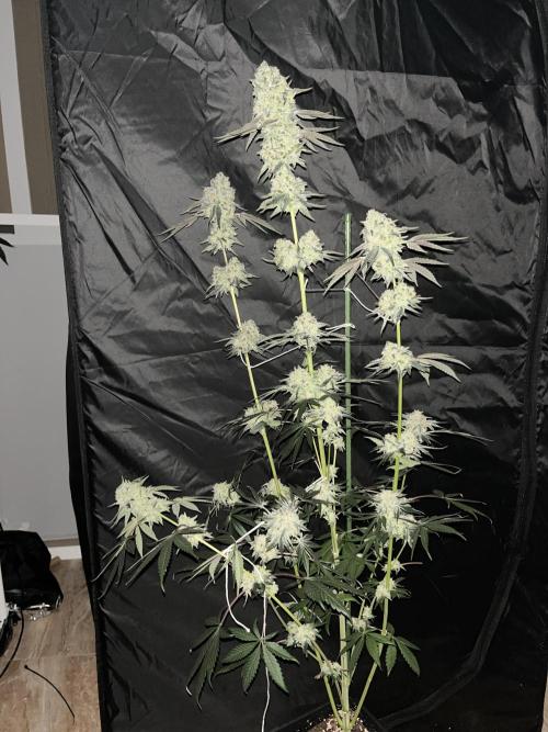 Runtz x Layer Cake. Week 13