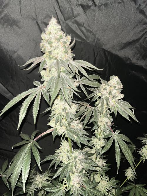 Runtz x Layer Cake. Week 13