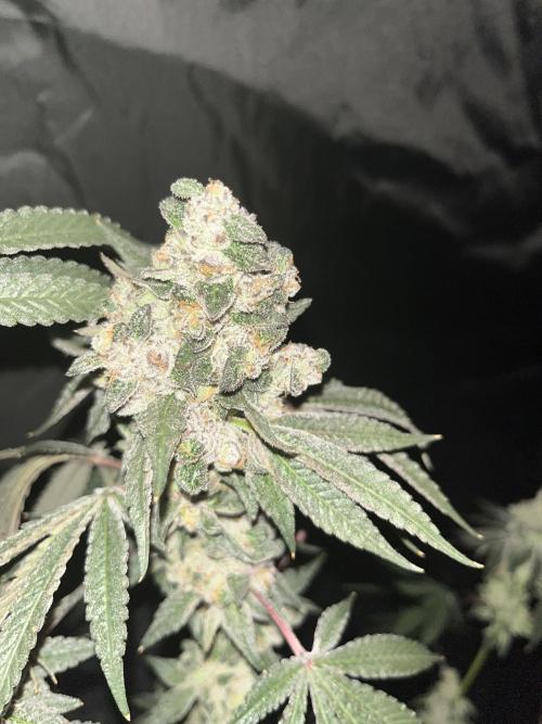 Runtz x Layer Cake. Week 13