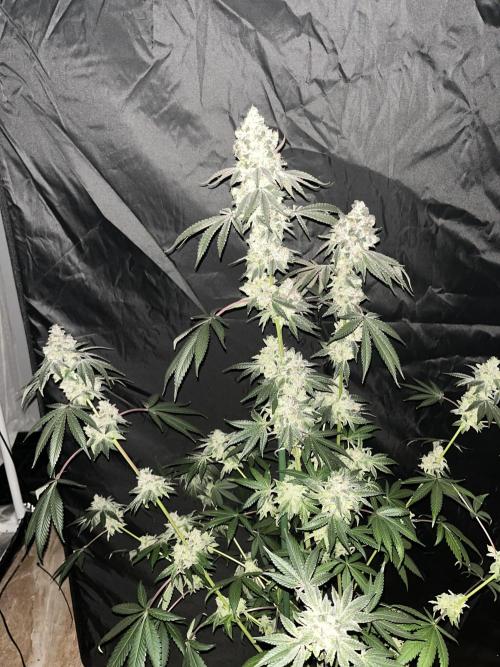 Runtz x Layer Cake. Week 13