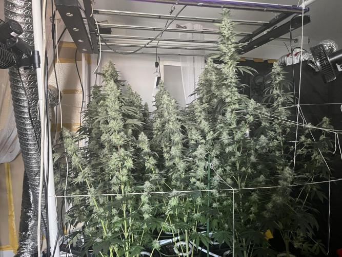Runtz x Layer Cake. Week 14