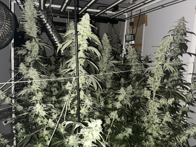 Runtz x Layer Cake. Week 14
