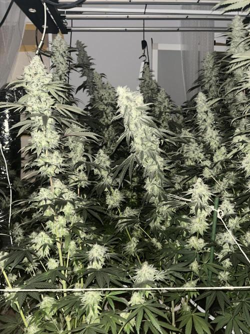 Runtz x Layer Cake. Week 14