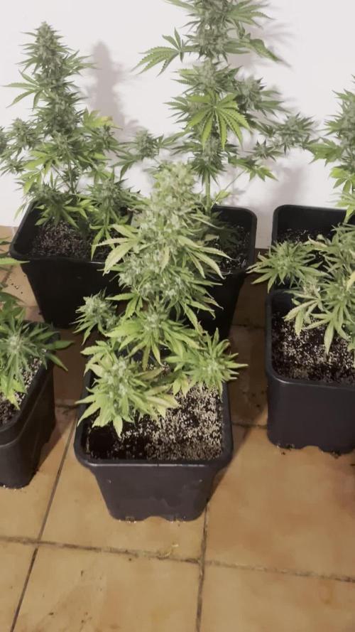 OG KUSH AUTO COGOLANDIA