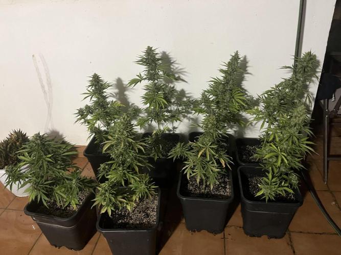 OG KUSH AUTO COGOLANDIA. Week 6