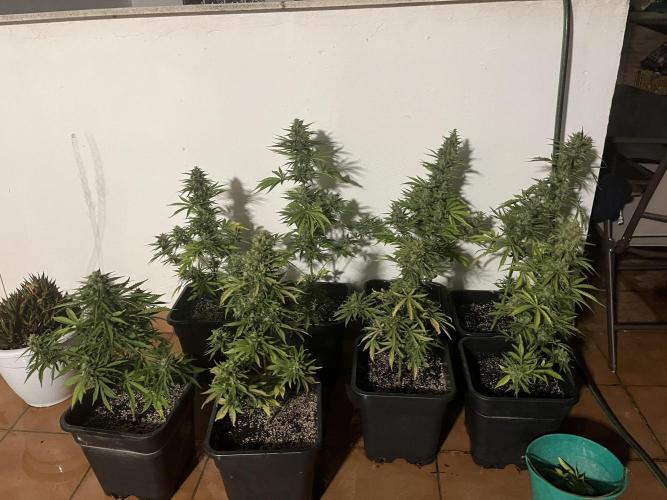 OG KUSH AUTO COGOLANDIA. Week 6
