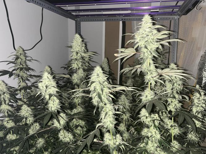 SCROG RUNTZ X LAYER CAKE. Week 12