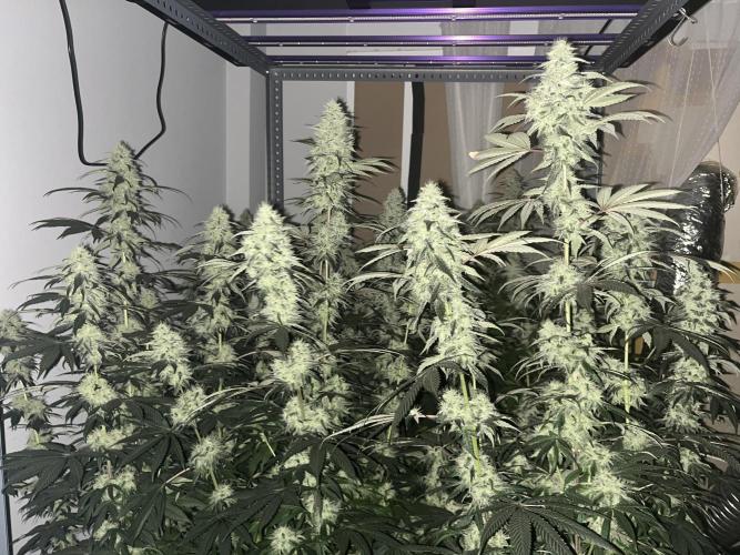 SCROG RUNTZ X LAYER CAKE. Week 12