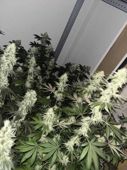 SCROG RUNTZ X LAYER CAKE. Week 12