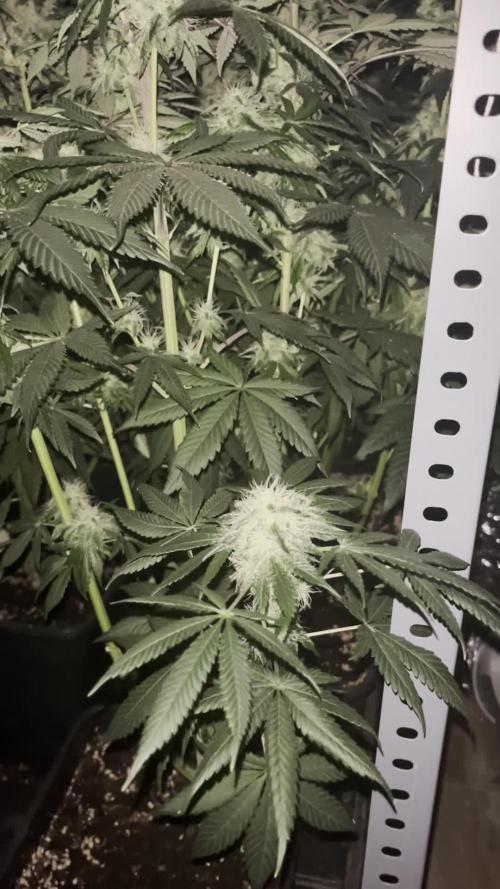 SCROG RUNTZ X LAYER CAKE