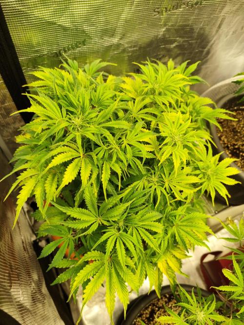 Autoflower PCG. Week 6