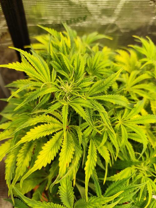 Autoflower PCG. Week 6