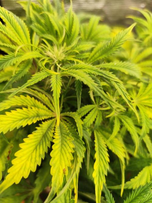 Autoflower PCG. Week 6