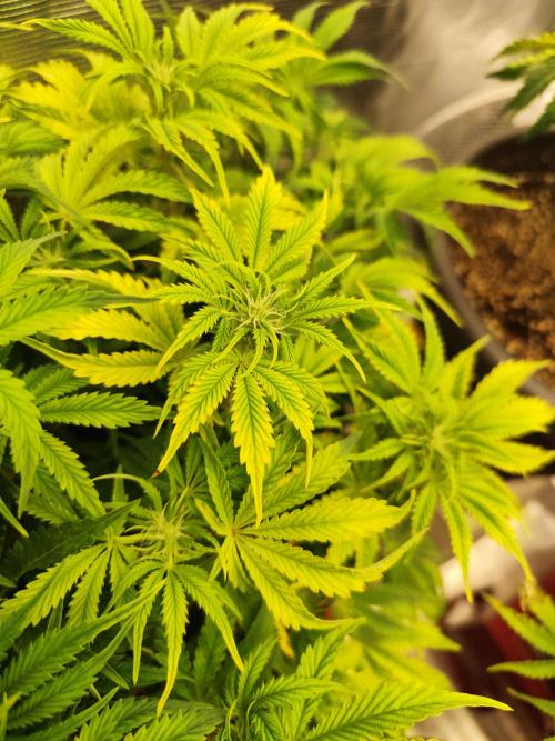 Autoflower PCG. Week 6