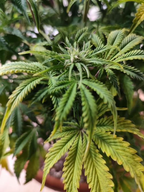 Autoflower PCG. Week 6