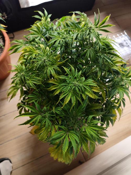 Autoflower PCG. Week 6