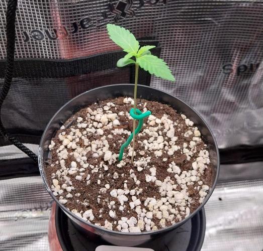 Just do it !. Week 1