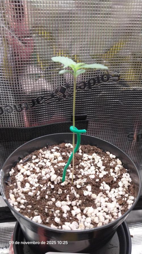 Just do it !. Week 1