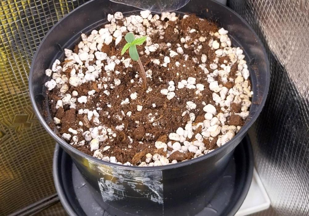 Learning journey. Week 1