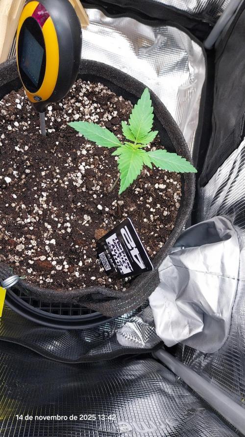 Just do it !. Week 2