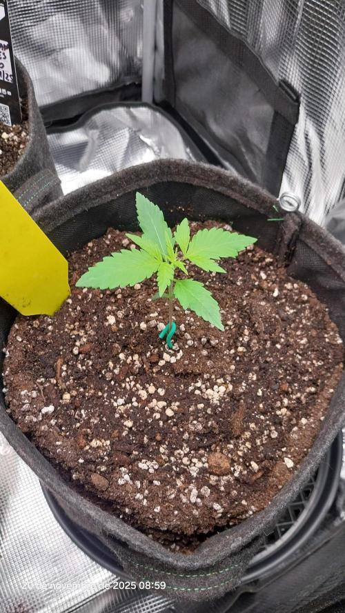 Learning journey. Week 2 - Hope to recover fast after transplant 