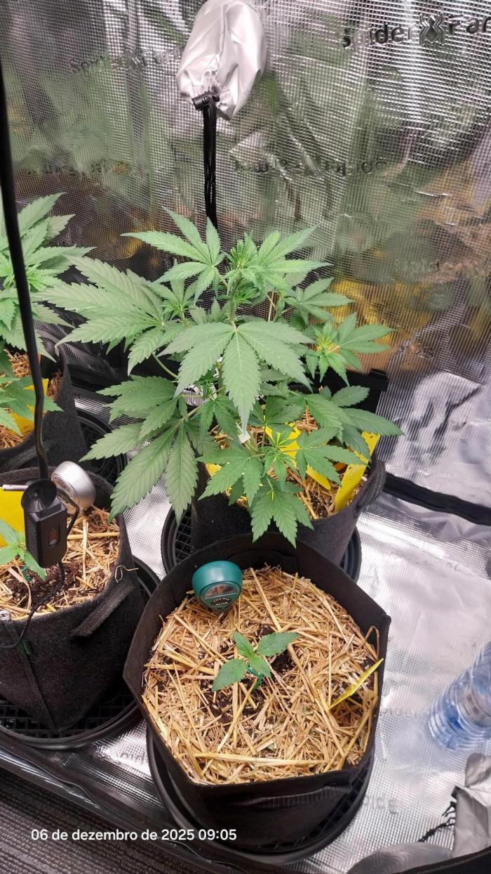 Just do it !. Week 5