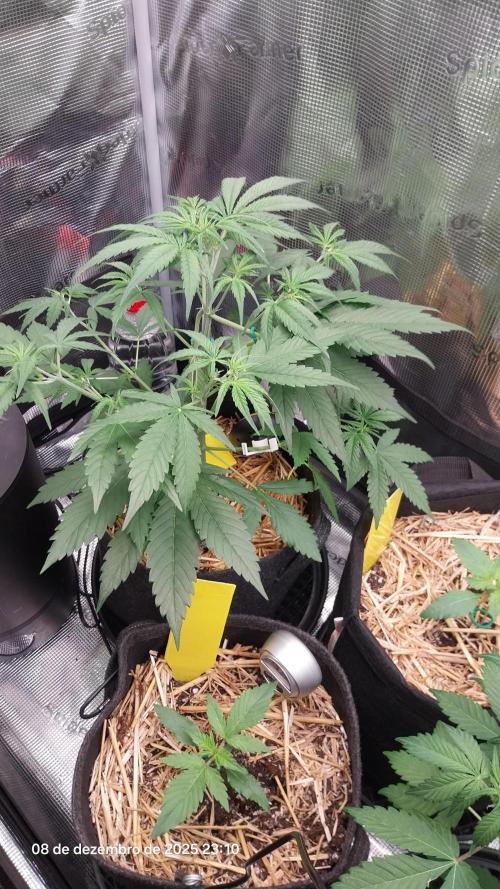 Learning journey. Week 4