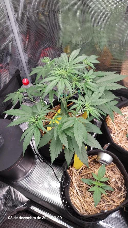 Learning journey. Week 4