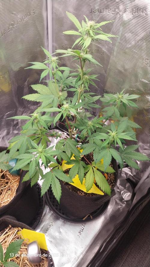 Just do it !. Week 6