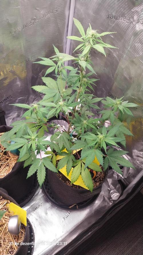 Just do it !. Week 6