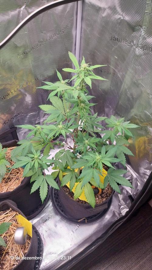 Just do it !. Week 6