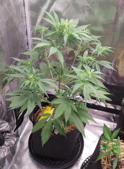 Learning journey. Week 5