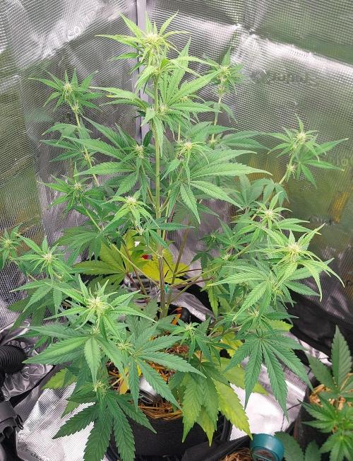 Learning journey. Week 6