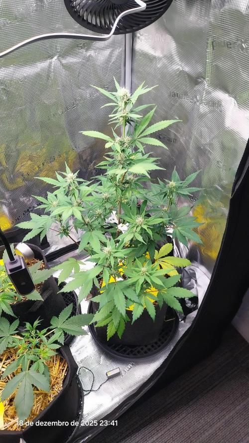 Just do it !. Week 7