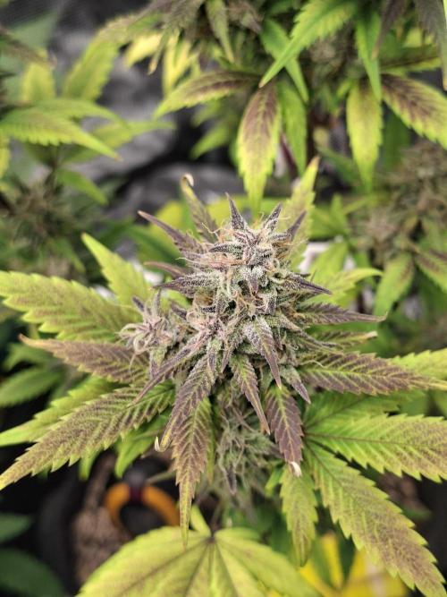 Just do it !. Week 9