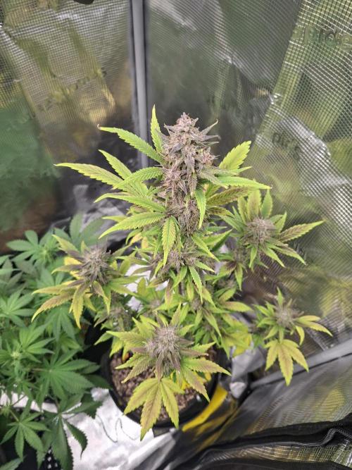 Just do it !. Week 9