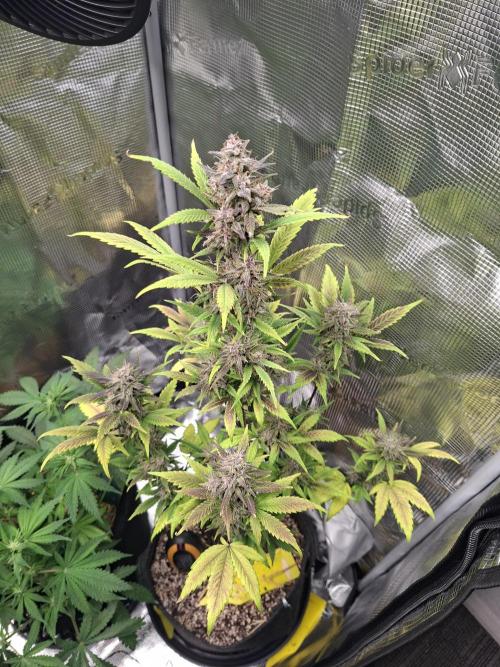 Just do it !. Week 9