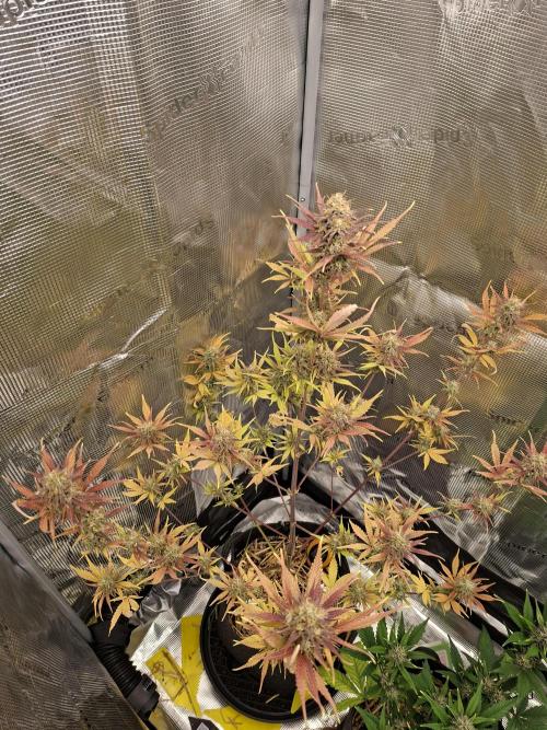 Learning journey. Week 10