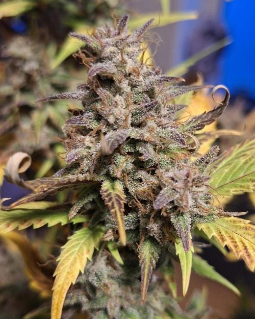 Just do it !. Week 12