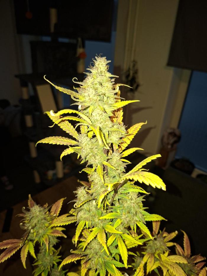 Just do it !. Week 13