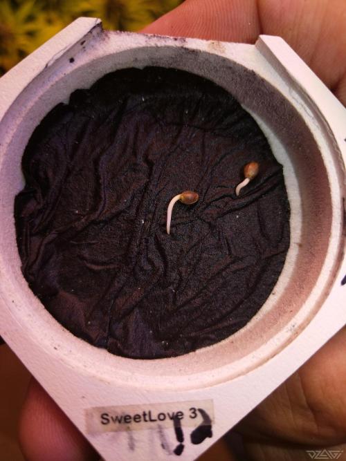 Ukhta. Fruit Gum. Week 0