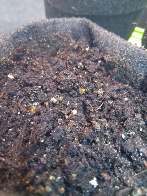 Ukhta. Fruit Gum. Week 0