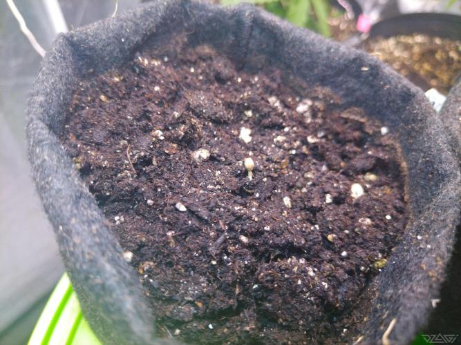 Ukhta. Fruit Gum. Week 0