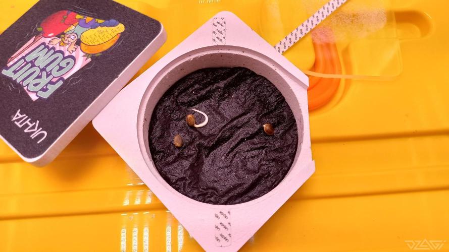 UKHTA. Fruit Gum. Week 0