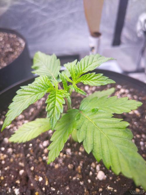 Ukhta. Fruit Gum. Week 1